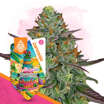 LA Kush Cake Autoflower (Zamnesia Seeds) feminized