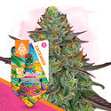 LA Kush Cake Autoflower (Zamnesia Seeds) feminized