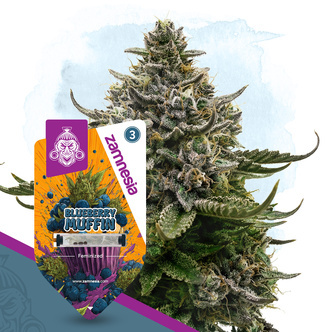 Blueberry Muffin (Zamnesia Seeds) feminized