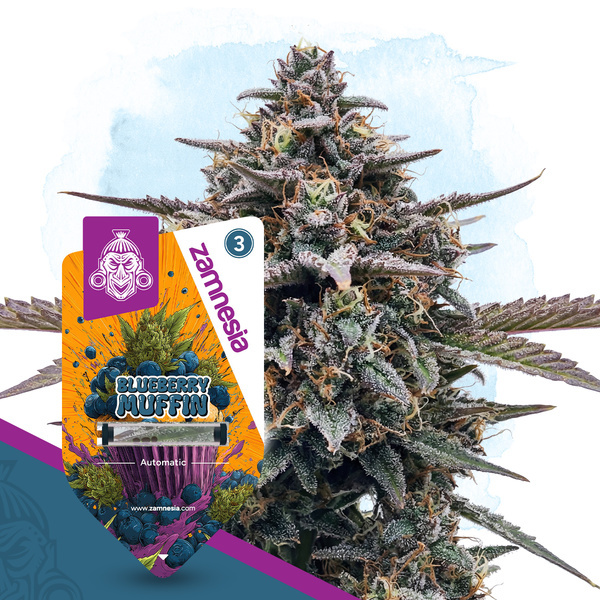 Blueberry Muffin Autoflower (Zamnesia Seeds) feminized