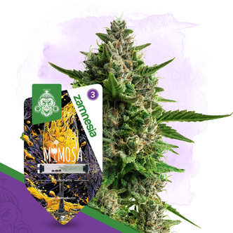 Mimosa Autoflower (Zamnesia Seeds) feminized