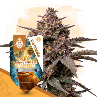 Peanut Butter Breath Autoflower (Zamnesia Seeds) feminized