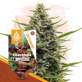 Chocolope Autoflower (Zamnesia Seeds) feminized