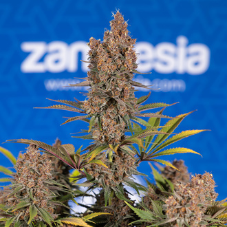 Black Runtz (Zamnesia Seeds) feminized