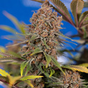 Black Runtz (Zamnesia Seeds) feminized