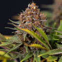 Black Runtz (Zamnesia Seeds) feminized