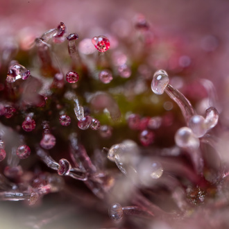 Black Runtz (Zamnesia Seeds) feminized