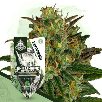 White Rhino Autoflower (Zamnesia Seeds) feminized