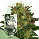 White Rhino Autoflower (Zamnesia Seeds) feminized