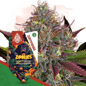 Zookies Autoflower (Zamnesia Seeds) feminized