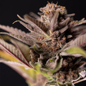 Slurricane (Zamnesia Seeds) feminized