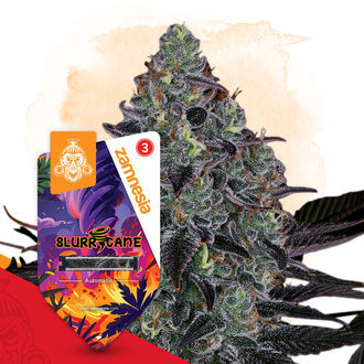 Slurricane Autoflower (Zamnesia Seeds) feminized