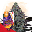 Slurricane Autoflower (Zamnesia Seeds) feminized