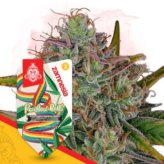 Rainbow Belts Autoflower (Zamnesia Seeds) feminized