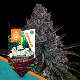 White Truffle Autoflower (Zamnesia Seeds) feminized
