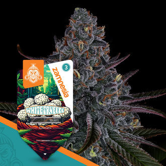 White Truffle Autoflower (Zamnesia Seeds) feminized