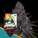 White Truffle Autoflower (Zamnesia Seeds) feminized