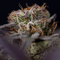 Black Diamond (Zamnesia Seeds) feminized