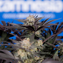 Black Diamond (Zamnesia Seeds) feminized
