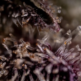 Black Diamond (Zamnesia Seeds) feminized