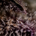 Black Diamond (Zamnesia Seeds) feminized