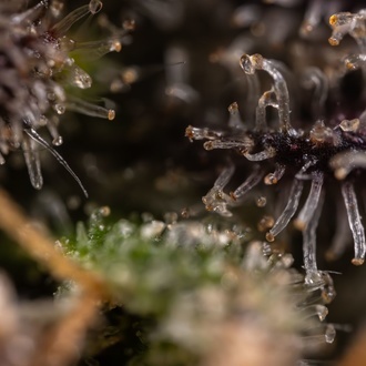 Black Diamond (Zamnesia Seeds) feminized