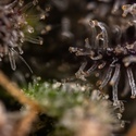 Black Diamond (Zamnesia Seeds) feminized