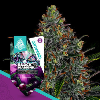 Black Diamond Autoflower (Zamnesia Seeds) feminized