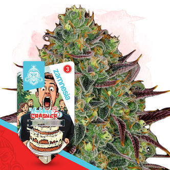 Wedding Crasher (Zamnesia Seeds) feminized