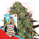 Wedding Crasher (Zamnesia Seeds) feminized