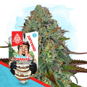 Wedding Crasher Autoflower (Zamnesia Seeds) feminized