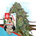 Wedding Crasher Autoflower (Zamnesia Seeds) feminized