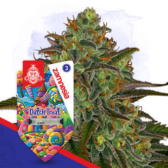 Dutch Treat Autoflower (Zamnesia Seeds) feminized