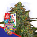 Dutch Treat Autoflower (Zamnesia Seeds) feminized