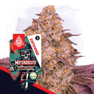 Motorbreath Autoflower (Zamnesia Seeds) feminized