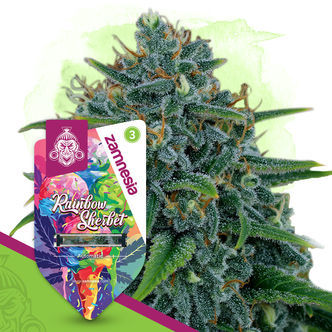 Rainbow Sherbet Autoflower (Zamnesia Seeds) feminized