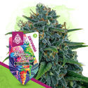 Rainbow Sherbet Autoflower (Zamnesia Seeds) feminized
