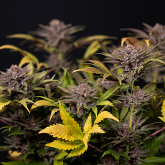 Rainbow Sherbet Autoflower (Zamnesia Seeds) feminized