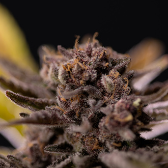 Rainbow Sherbet Autoflower (Zamnesia Seeds) feminized