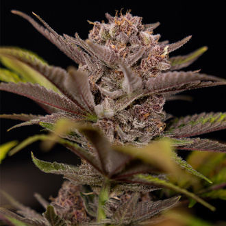 Rainbow Sherbet Autoflower (Zamnesia Seeds) feminized