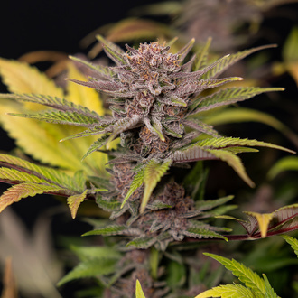 Rainbow Sherbet Autoflower (Zamnesia Seeds) feminized