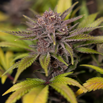 Rainbow Sherbet Autoflower (Zamnesia Seeds) feminized