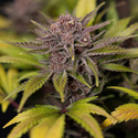 Rainbow Sherbet Autoflower (Zamnesia Seeds) feminized