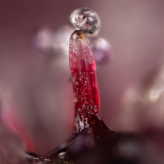 Rainbow Sherbet Autoflower (Zamnesia Seeds) feminized