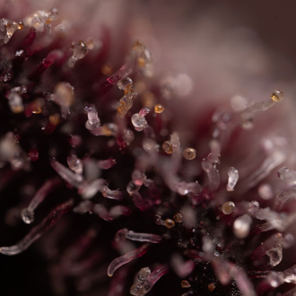 Rainbow Sherbet Autoflower (Zamnesia Seeds) feminized