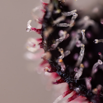 Rainbow Sherbet Autoflower (Zamnesia Seeds) feminized