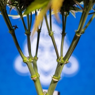 Rainbow Sherbet Autoflower (Zamnesia Seeds) feminized