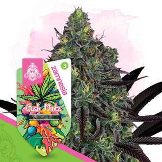 Gush Mintz Autoflower (Zamnesia Seeds) feminized