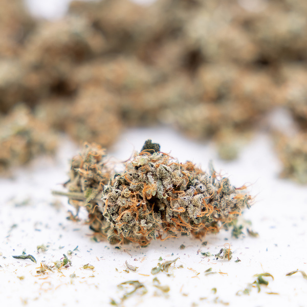 Gush Mintz Autoflower (Zamnesia Seeds) feminized