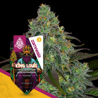 King Louis Autoflower (Zamnesia Seeds) feminized